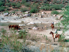 USA-Arizona-Hassayampa River Working Ranch
